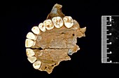 Fossil human upper jaw