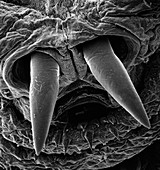Botfly larva mouthparts,SEM