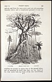 Strange forest tree,19th century artwork