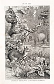 Borneo forest mammals,artwork