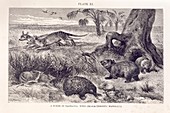 Mammals of Tasmania,artwork