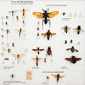 Hymenoptera specimens