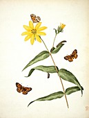 Butterflies and sunflower,artwork