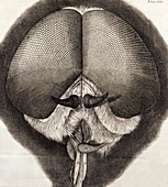 Head of fly,17th-century microscopy
