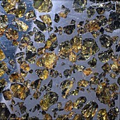 Pallasite meteorite