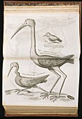 18th century bird illustrations