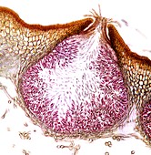 Seaweed male sex organ,micrograph