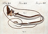 1790 engraving deep sea fish Stylephorus