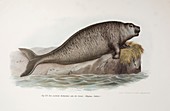 1741 Steller's extinct Sea Co