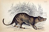 1841 Extinct Thylacine Tasmanian Tiger