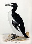 1852 Extinct Great Auk flightless bird