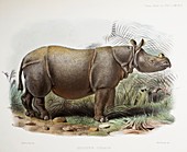 Rarest large mammal Javan Rhino