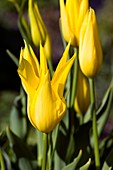 Tulip (Tulipa 'Westpoint')