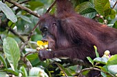 Bornean orangutan eating