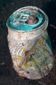 Coconut octopus sheltering in a can