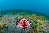 Fire urchin on the seabed