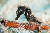 Juvenile seahorse