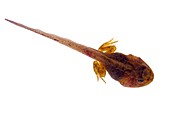 Frog tadpole,macrophotograph
