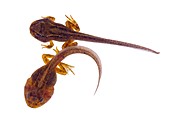 Frog tadpoles,macrophotograph