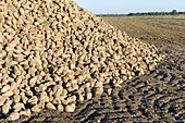 A heap of harvested sugar beet