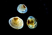 Pea clams,light micrograph