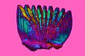 Perch fish scale,light micrograph