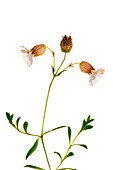 Sea Campion (Silene uniflora)