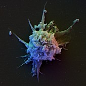 T lymphocyte,SEM