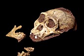 Australopithecus sediba fossil skull