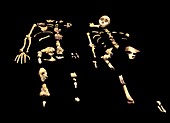 Australopithecus sediba fossil skeletons