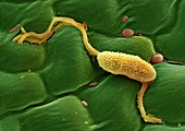 Infected apple tree leaf,SEM