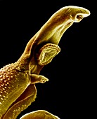 Schistosome fluke,SEM