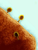 T4 bacteriophages on E. coli,TEM