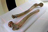 Scanning human fossil thigh bones