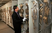 Museum curator and human skeletons