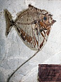 Mene rhombea fish fossil