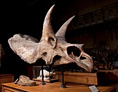 Triceratops fossil skull,museum display