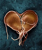 Giardia lamblia protozoan dividing,SEM