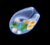 Bursaria protozoan,light micrograph