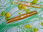 Algae,light micrograph