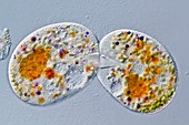 Nassula protozoa conjugating,micrograph