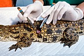 Nile crocodile,skin examination