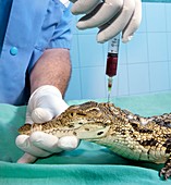 Nile crocodile,blood test