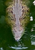 Nile crocodile