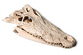 Nile crocodile skull