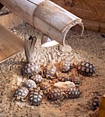 African spurred tortoises