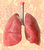 Human lungs,anatomical artwork