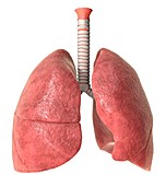 Human lungs,anatomical artwork