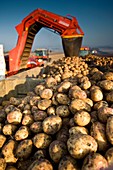 Potato harvest