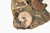 Ammonite Fossil,Cretaceous